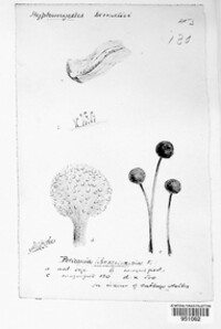 Periconia brassicaecola image